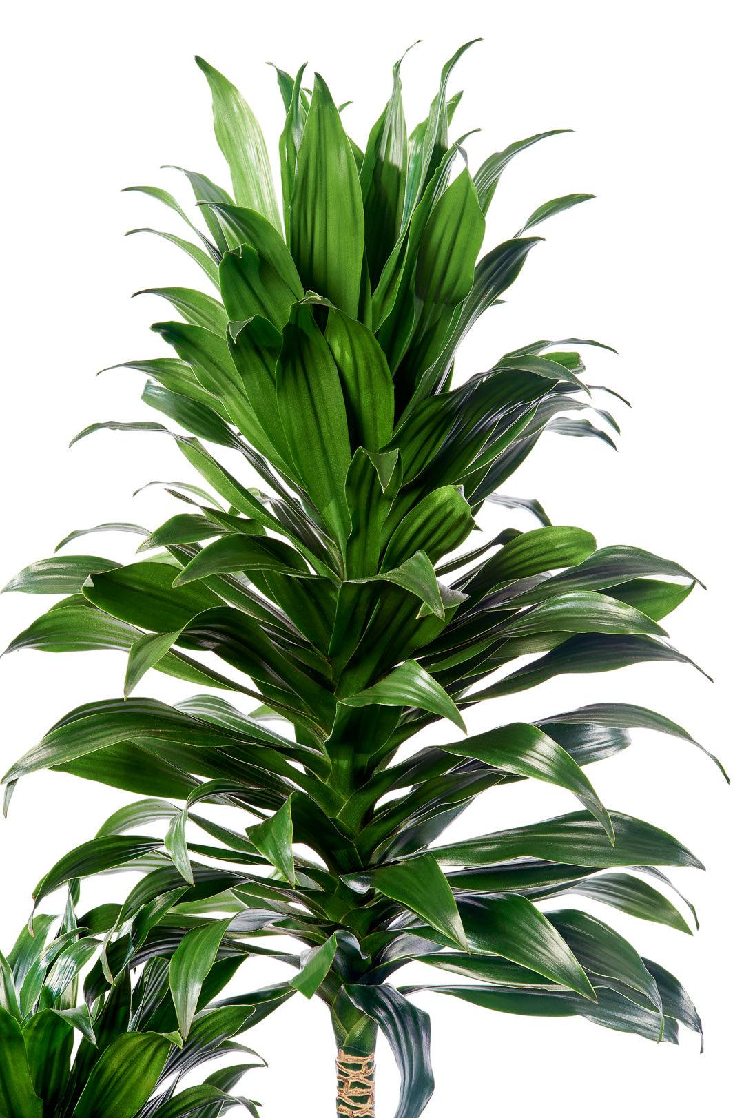 Dracaena Deremensis 'janet Craig Compacta' - View 2 from www redcrocus com