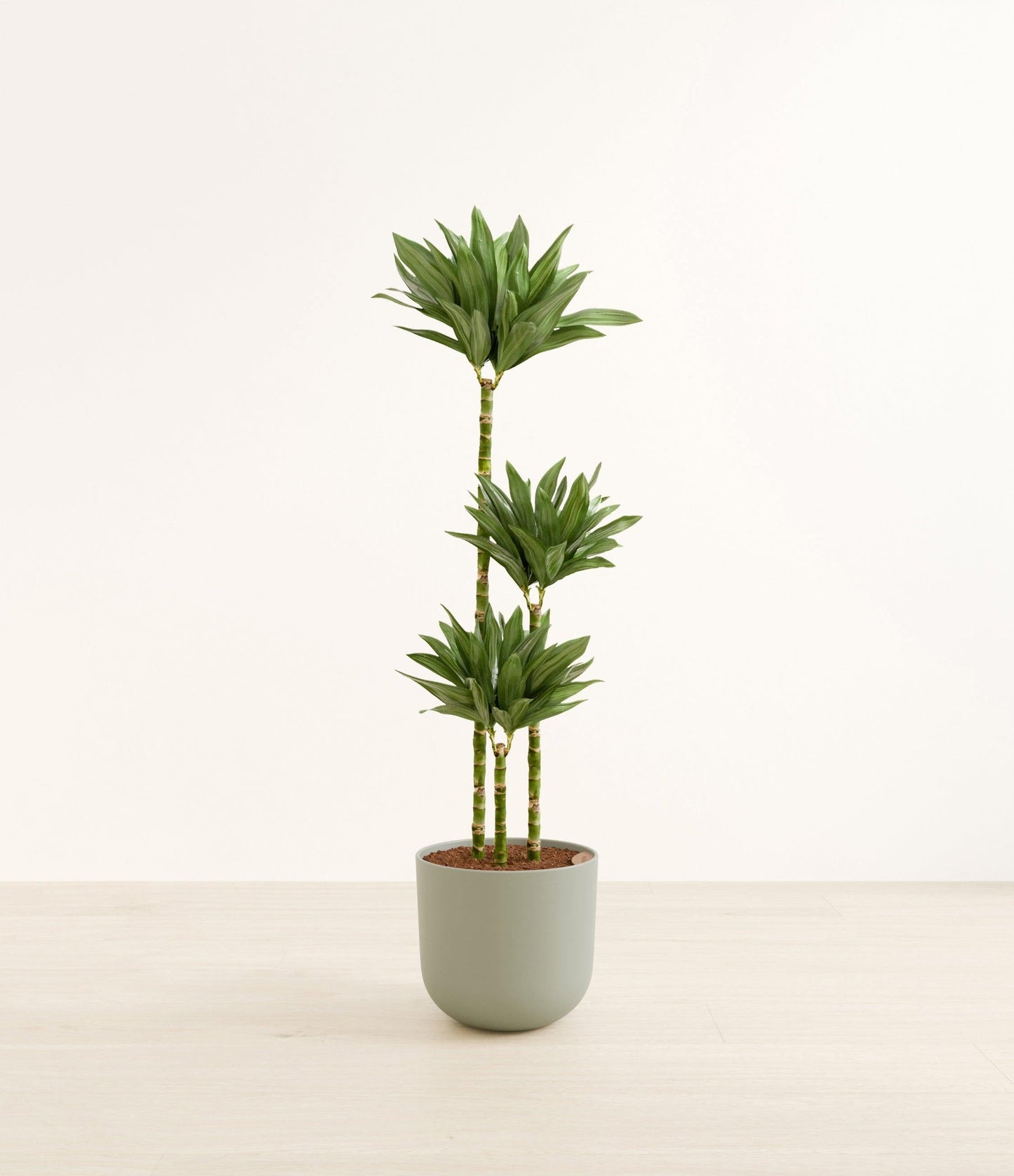 Dracaena Deremensis 'janet Craig Compacta' - View 3 from www redcrocus com