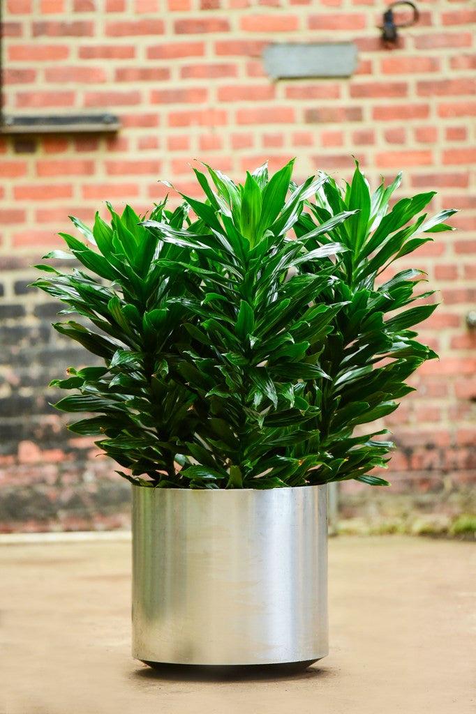 Dracaena Deremensis 'janet Craig Compacta' - View 4 from www redcrocus com