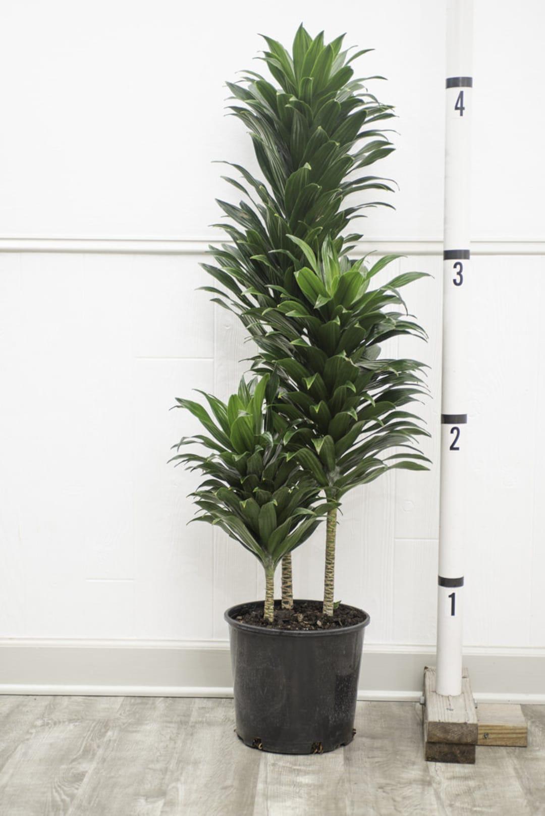 Dracaena Deremensis 'janet Craig Compacta' - View 5 from www redcrocus com