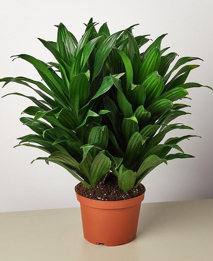 Dracaena Deremensis 'janet Craig Compacta' - View 6 from www redcrocus com