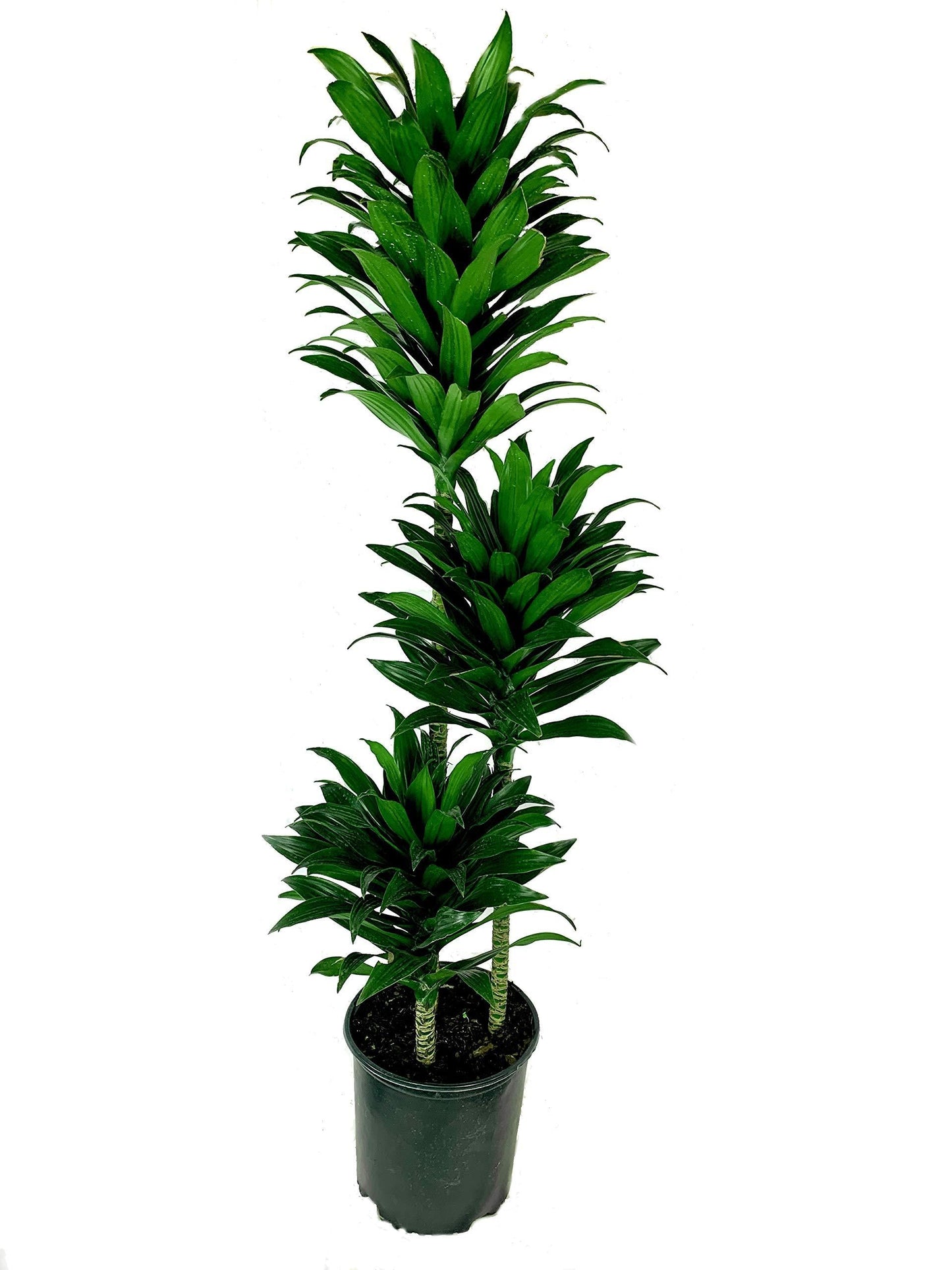 Dracaena Deremensis 'janet Craig Compacta' - View 7 from www redcrocus com