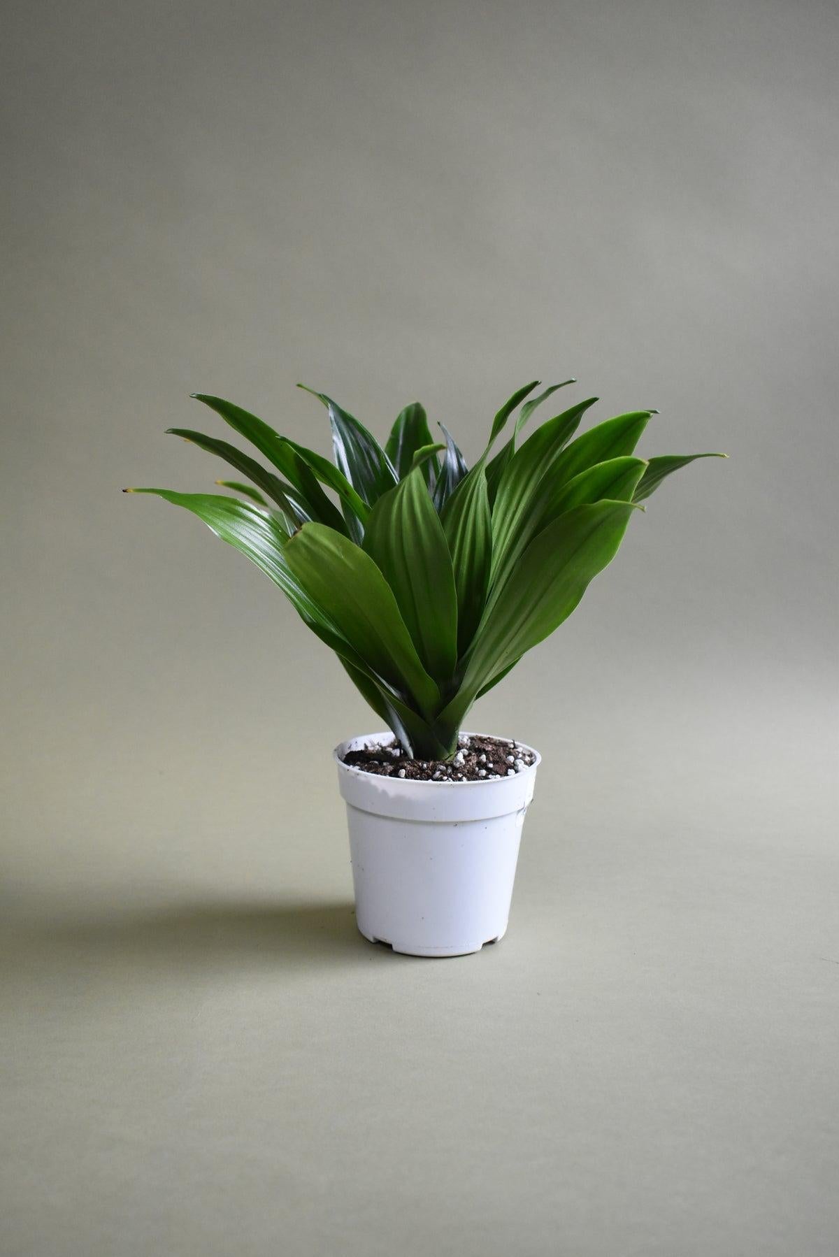 Dracaena Deremensis 'janet Craig Compacta' - View 8 from www redcrocus com