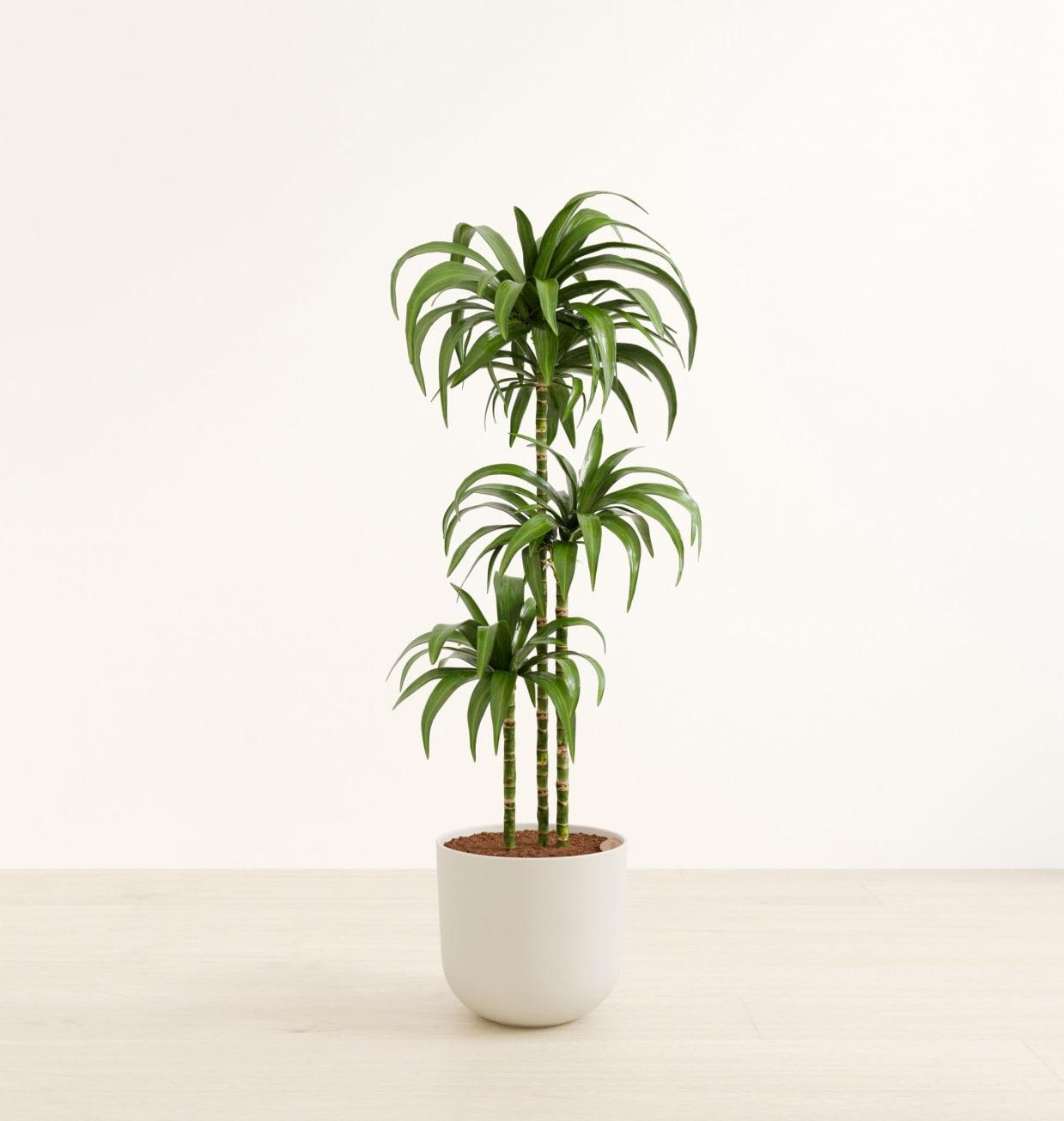 Dracaena Deremensis 'janet Craig Compacta' - View 9 from www redcrocus com