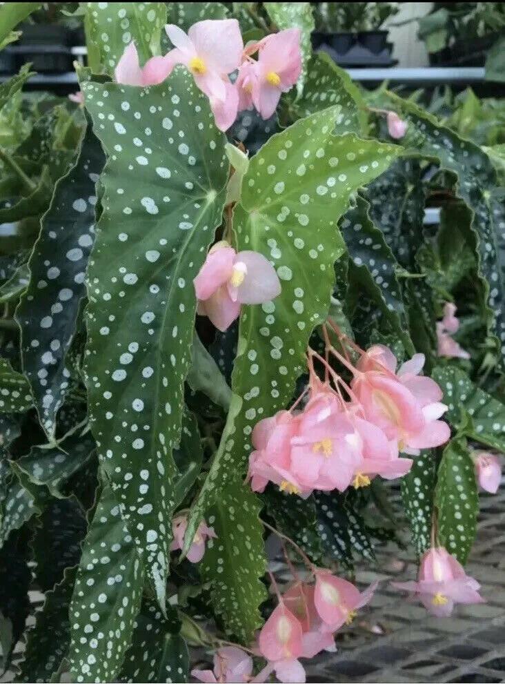 Begonia, Angel Wing - View 10 from www redcrocus com