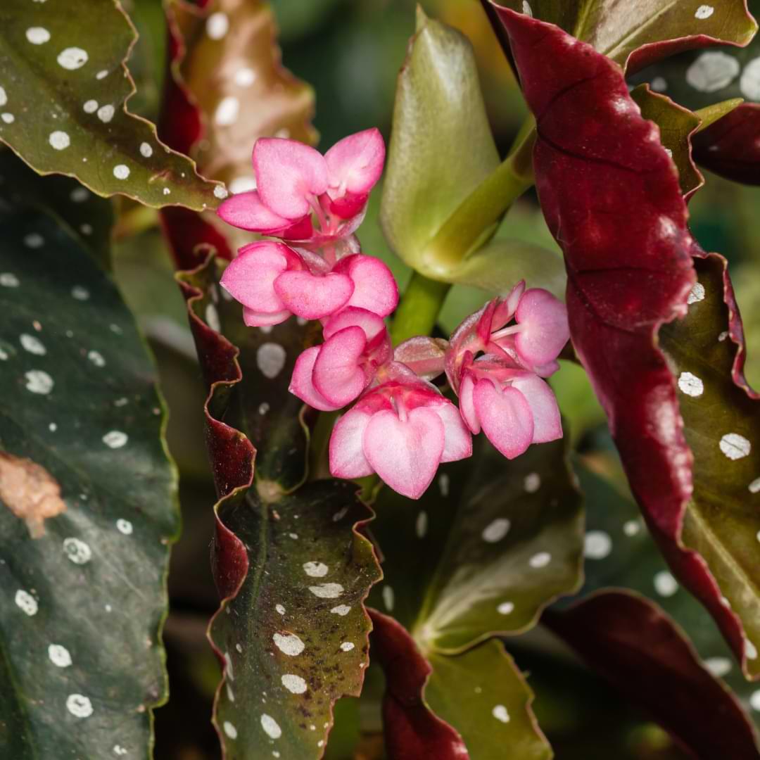 Begonia, Angel Wing - View 11 from www redcrocus com