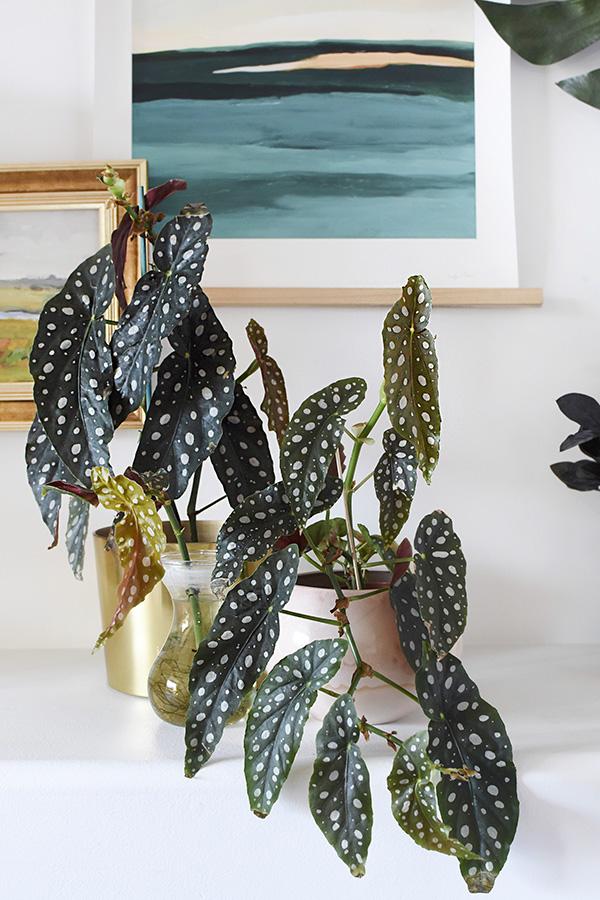 Begonia, Angel Wing - View 12 from www redcrocus com