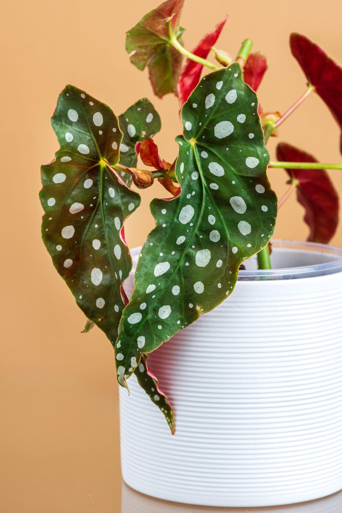 Begonia, Angel Wing - View 13 from www redcrocus com