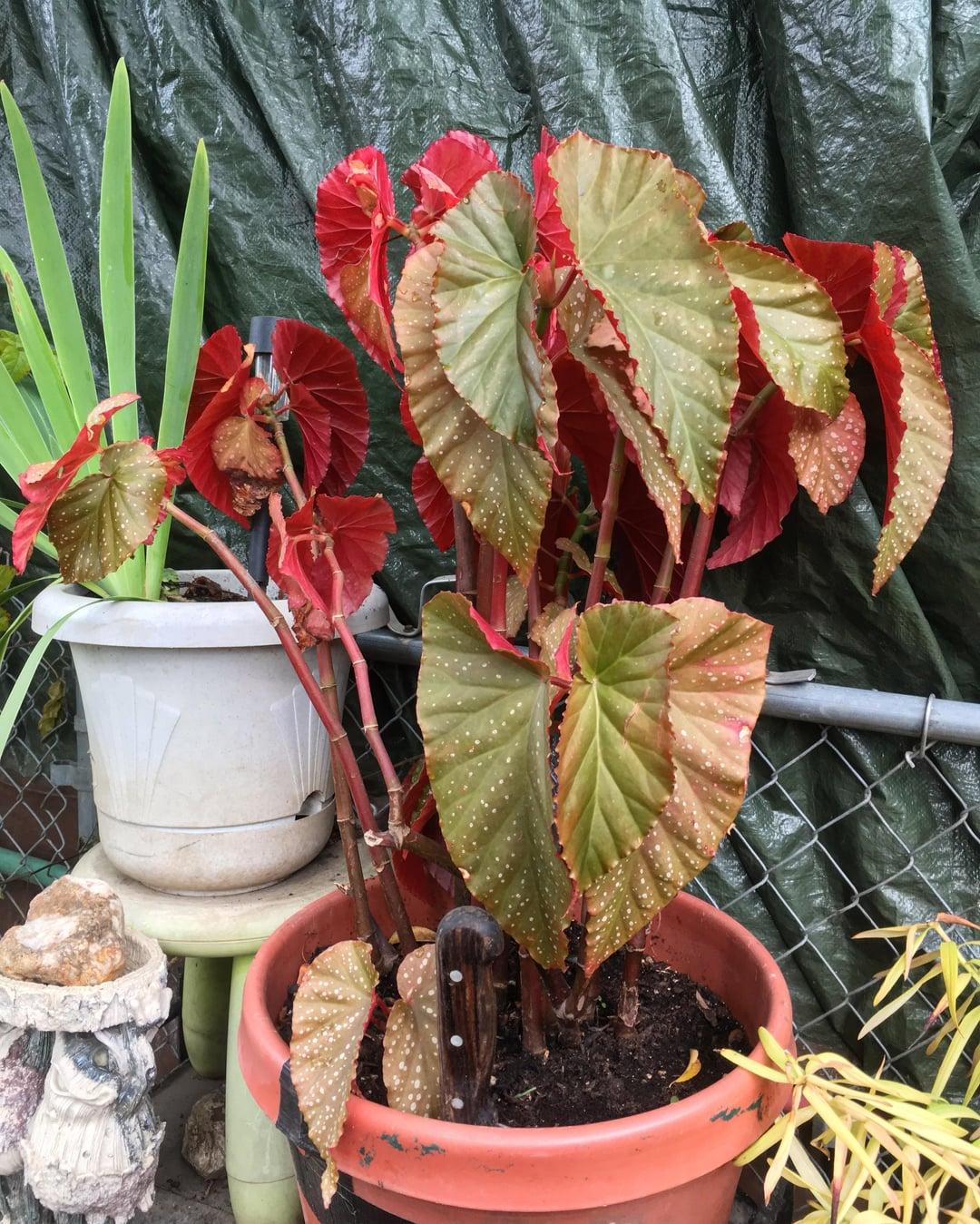 Begonia, Angel Wing - View 14 from www redcrocus com
