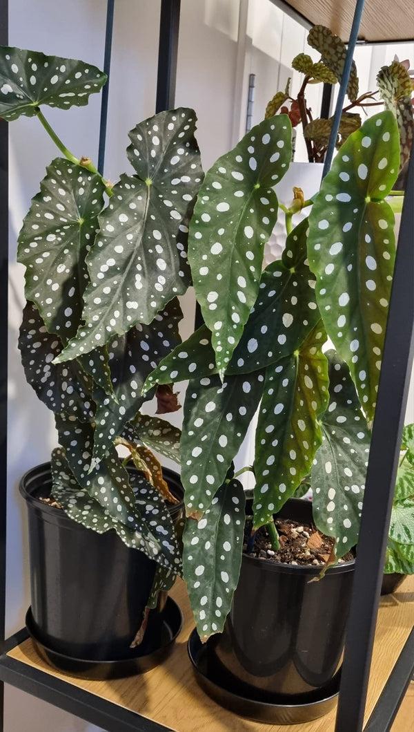 Begonia, Angel Wing - View 18 from www redcrocus com