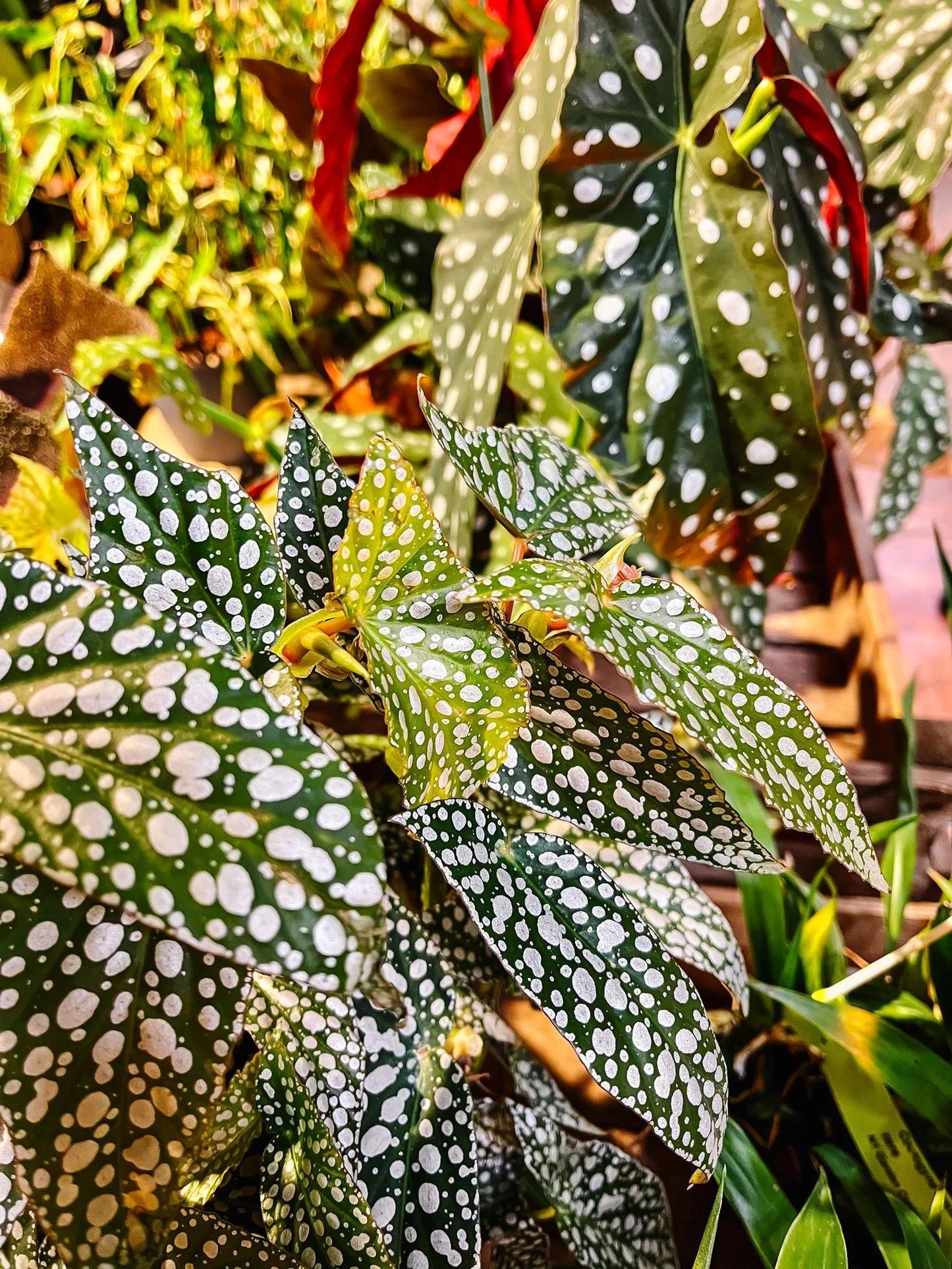 Begonia, Angel Wing - View 1 from www redcrocus com