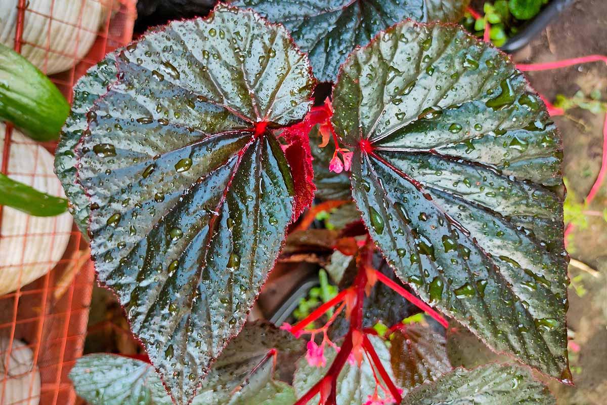 Begonia, Angel Wing - View 2 from www redcrocus com