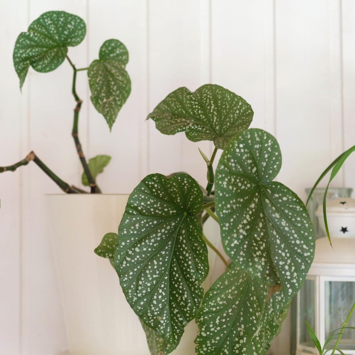 Begonia, Angel Wing - View 5 from www redcrocus com