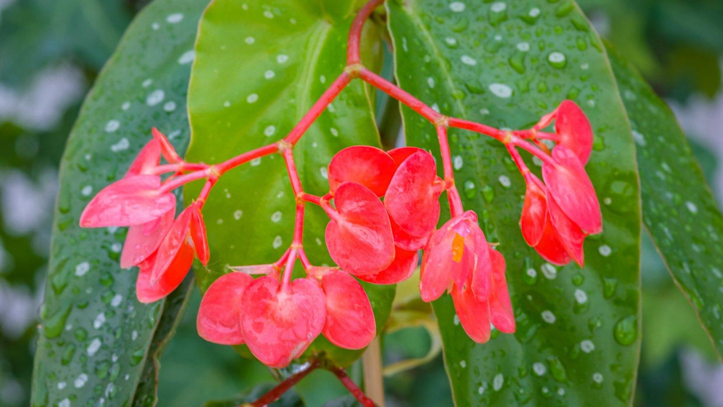Begonia, Angel Wing - View 6 from www redcrocus com