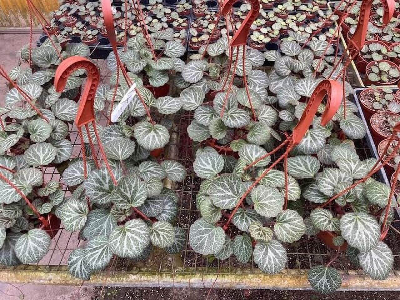 Saxifraga Stolonifera, Assorted - View 11 from www redcrocus com