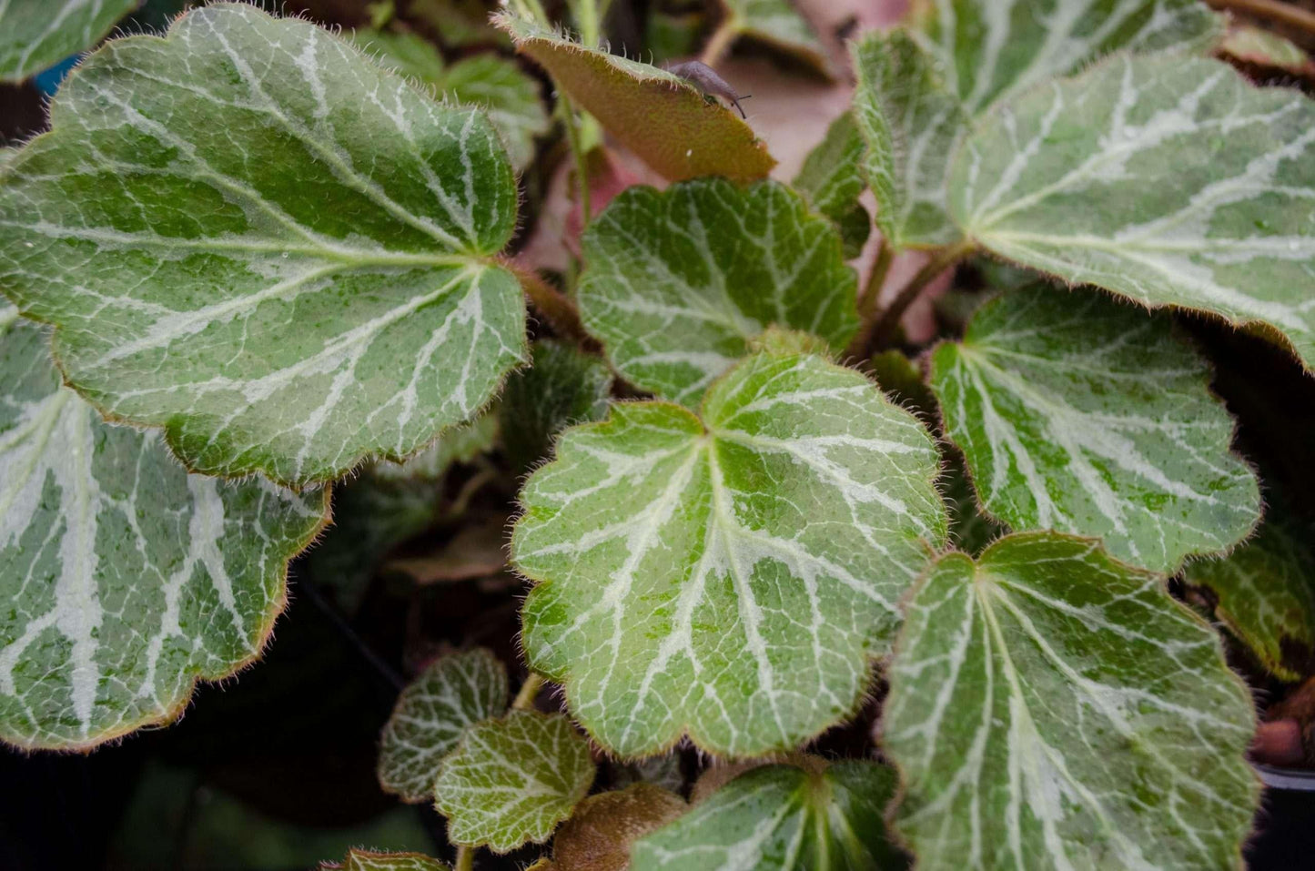 Saxifraga Stolonifera, Assorted - View 12 from www redcrocus com