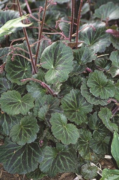 Saxifraga Stolonifera, Assorted - View 13 from www redcrocus com