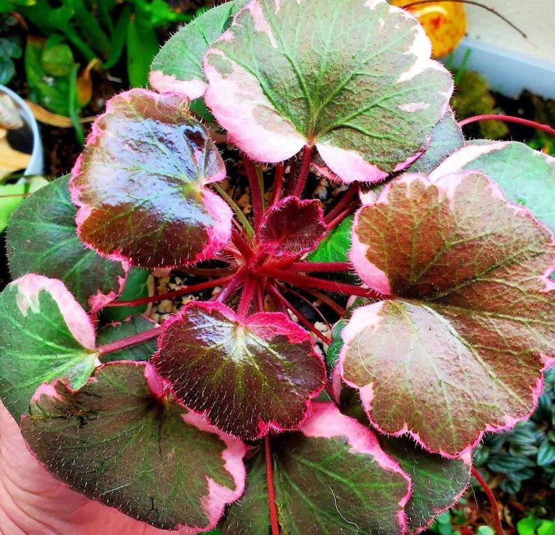 Saxifraga Stolonifera, Assorted - View 16 from www redcrocus com