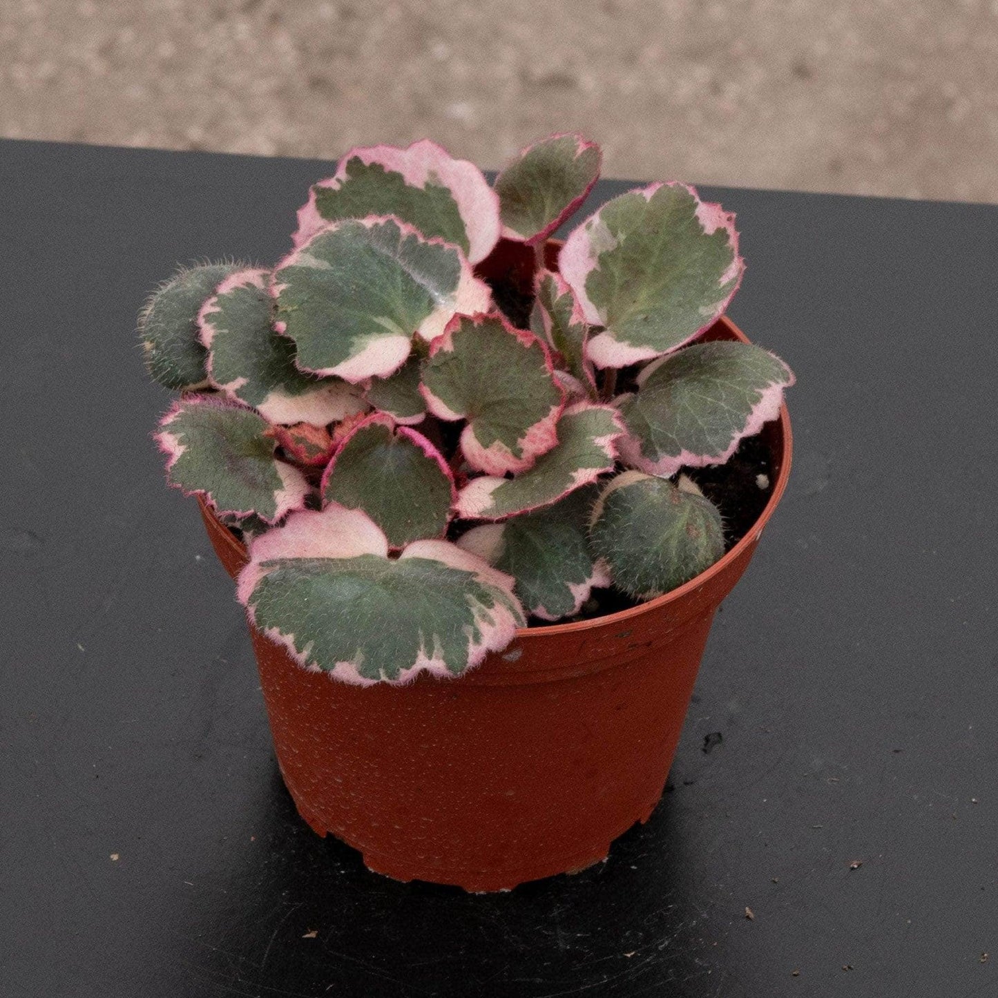 Saxifraga Stolonifera, Assorted - View 18 from www redcrocus com
