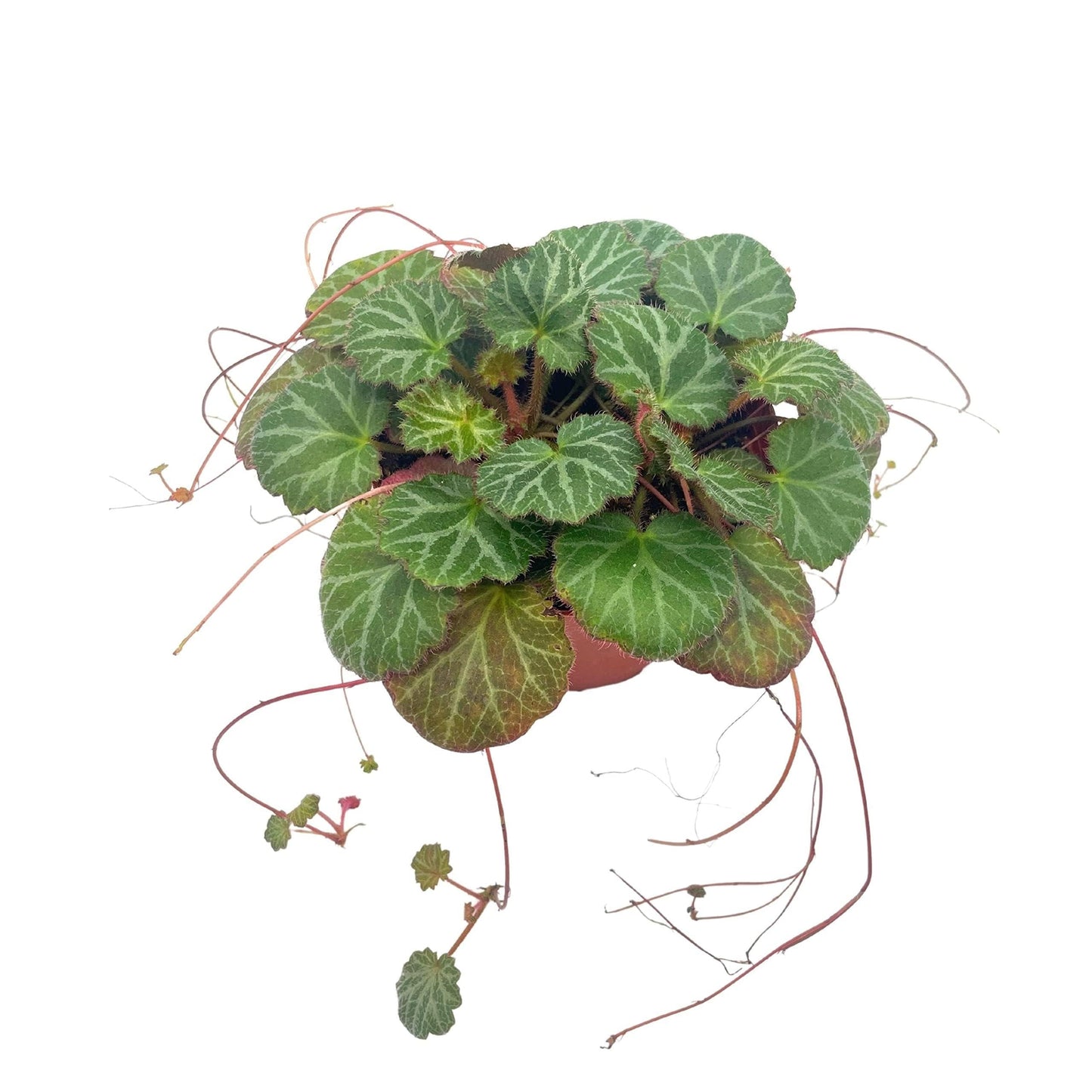 Saxifraga Stolonifera, Assorted - View 2 from www redcrocus com