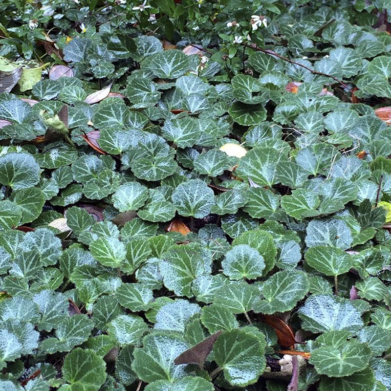 Saxifraga Stolonifera, Assorted - View 3 from www redcrocus com
