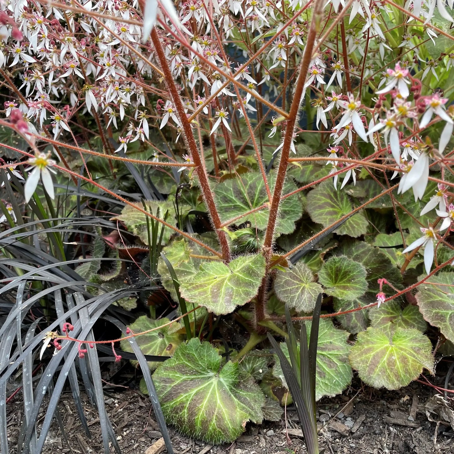 Saxifraga Stolonifera, Assorted - View 4 from www redcrocus com