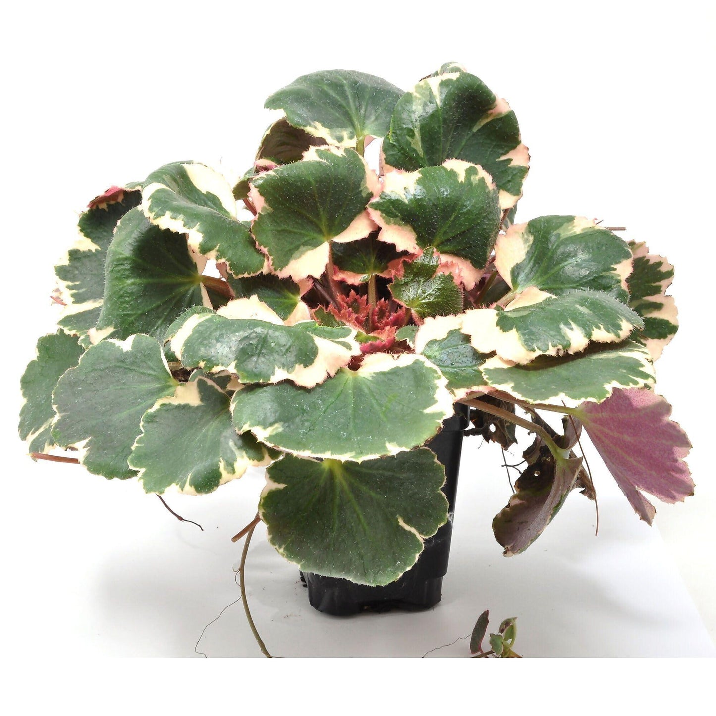Saxifraga Stolonifera, Assorted - View 5 from www redcrocus com