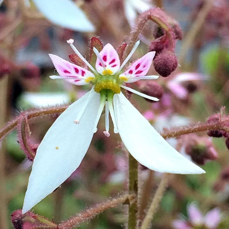 Saxifraga Stolonifera, Assorted - View 7 from www redcrocus com
