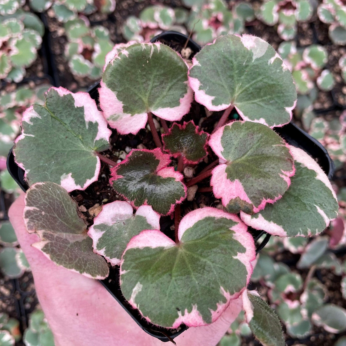 Saxifraga Stolonifera, Assorted - View 9 from www redcrocus com
