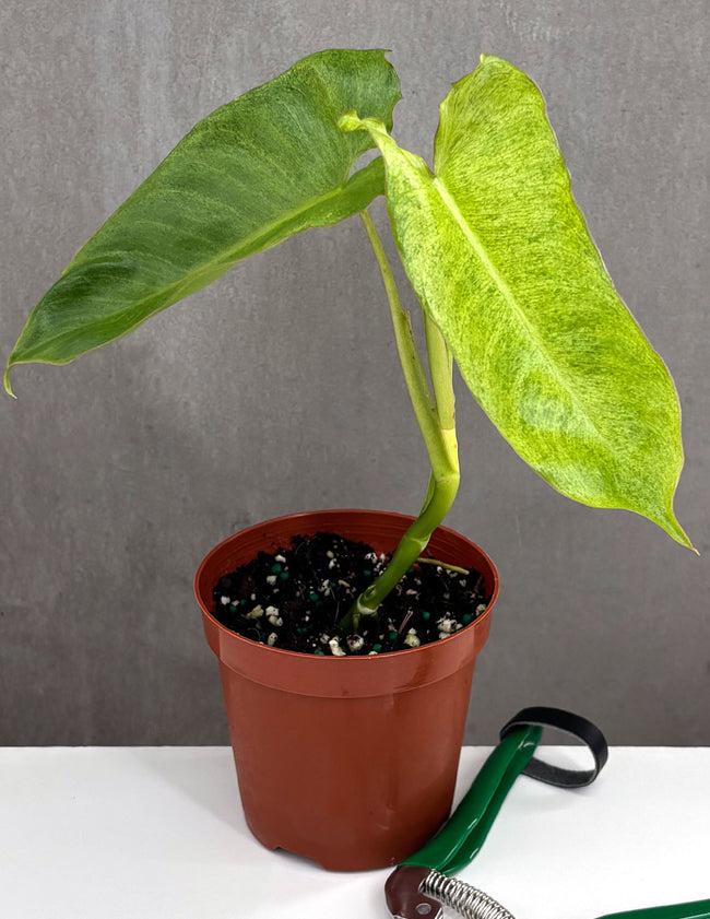 Philodendron 'paraiso Verde', Totem - View 13 from www redcrocus com