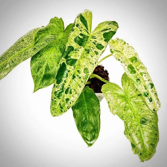 Philodendron 'paraiso Verde', Totem - View 15 from www redcrocus com