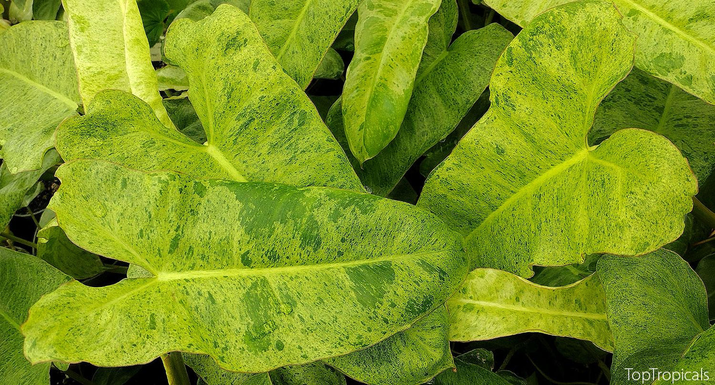 Philodendron 'paraiso Verde', Totem - View 16 from www redcrocus com