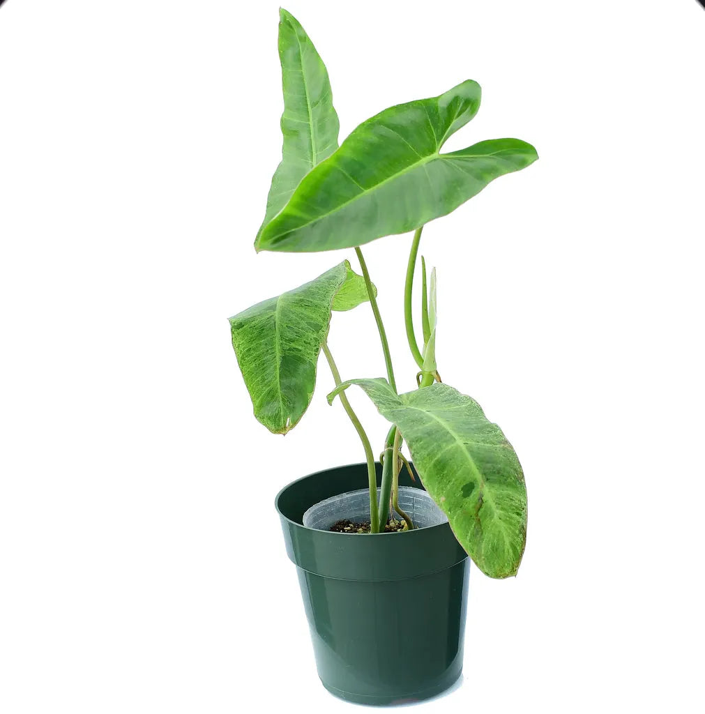 Philodendron 'paraiso Verde', Totem - View 18 from www redcrocus com
