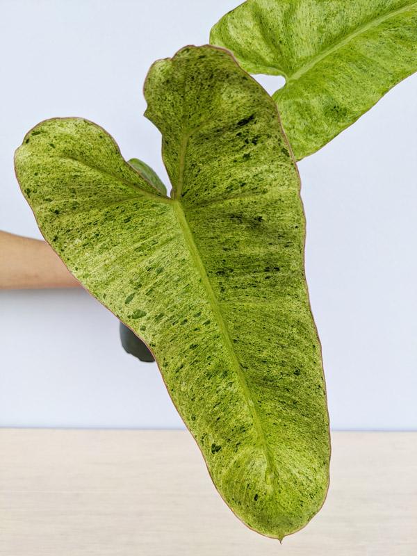 Philodendron 'paraiso Verde', Totem - View 22 from www redcrocus com