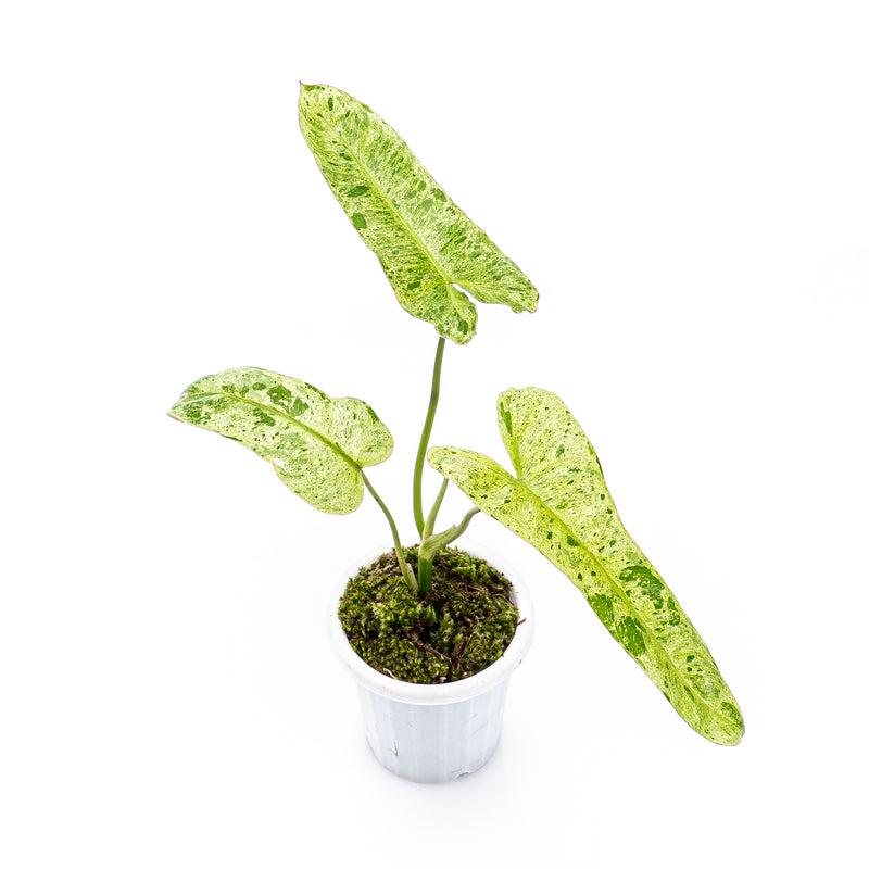 Philodendron 'paraiso Verde', Totem - View 24 from www redcrocus com