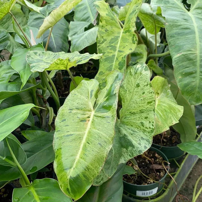 Philodendron 'paraiso Verde', Totem - View 26 from www redcrocus com