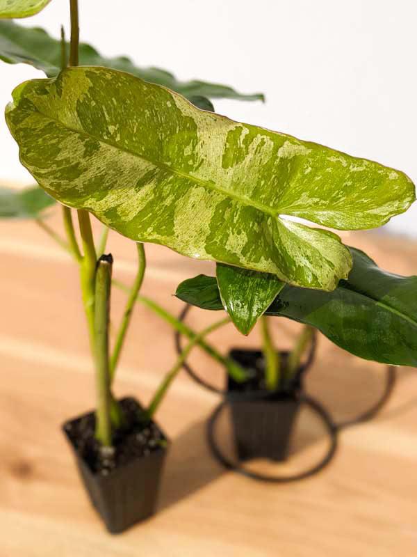 Philodendron 'paraiso Verde', Totem - View 29 from www redcrocus com