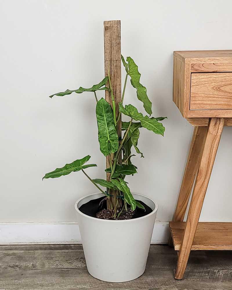 Philodendron 'paraiso Verde', Totem - View 2 from www redcrocus com