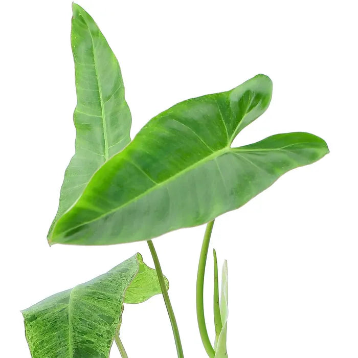 Philodendron 'paraiso Verde', Totem - View 30 from www redcrocus com