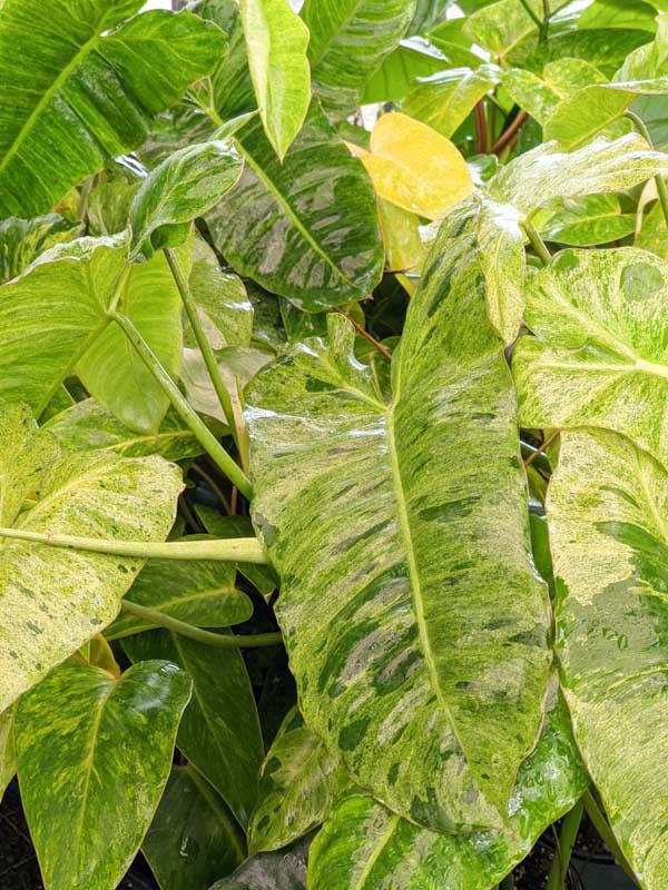 Philodendron 'paraiso Verde', Totem - View 31 from www redcrocus com