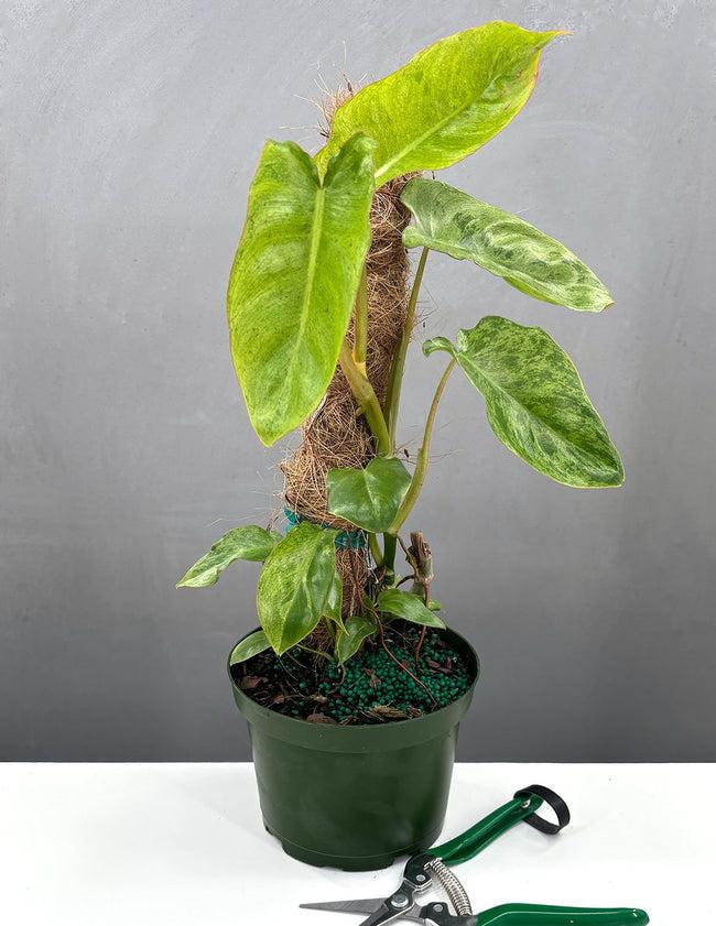 Philodendron 'paraiso Verde', Totem - View 3 from www redcrocus com