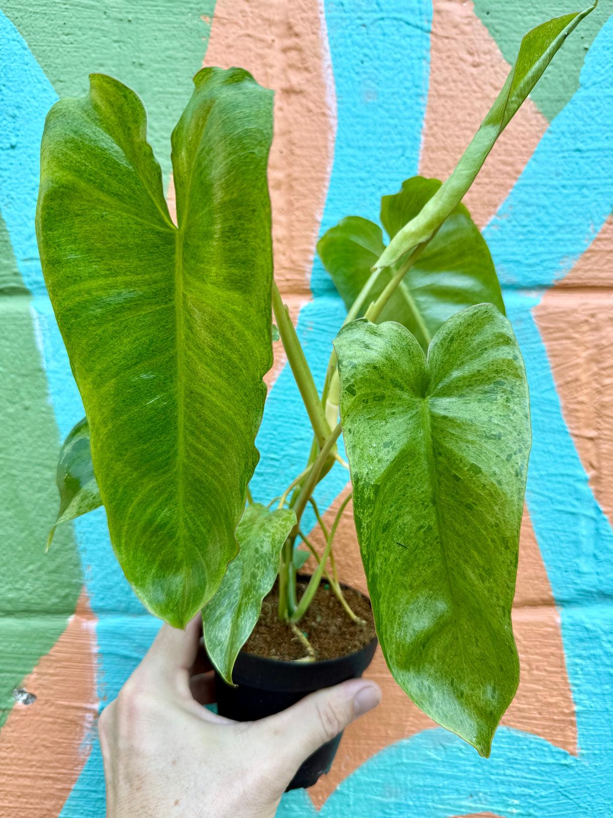 Philodendron 'paraiso Verde', Totem - View 5 from www redcrocus com
