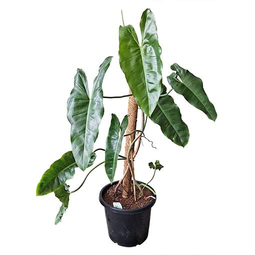 Philodendron 'paraiso Verde', Totem - View 8 from www redcrocus com