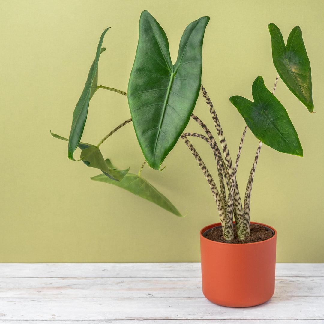 Alocasia Zebrina - View 12 from www redcrocus com