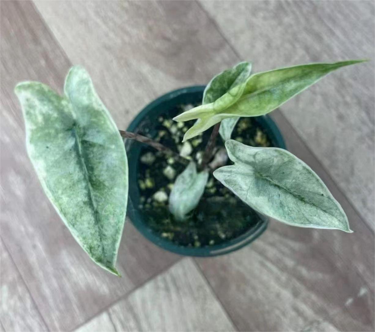 Alocasia Zebrina - View 14 from www redcrocus com