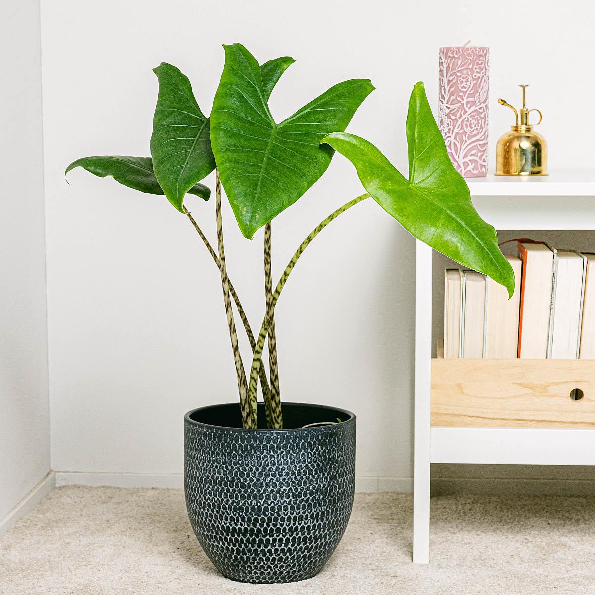 Alocasia Zebrina - View 19 from www redcrocus com