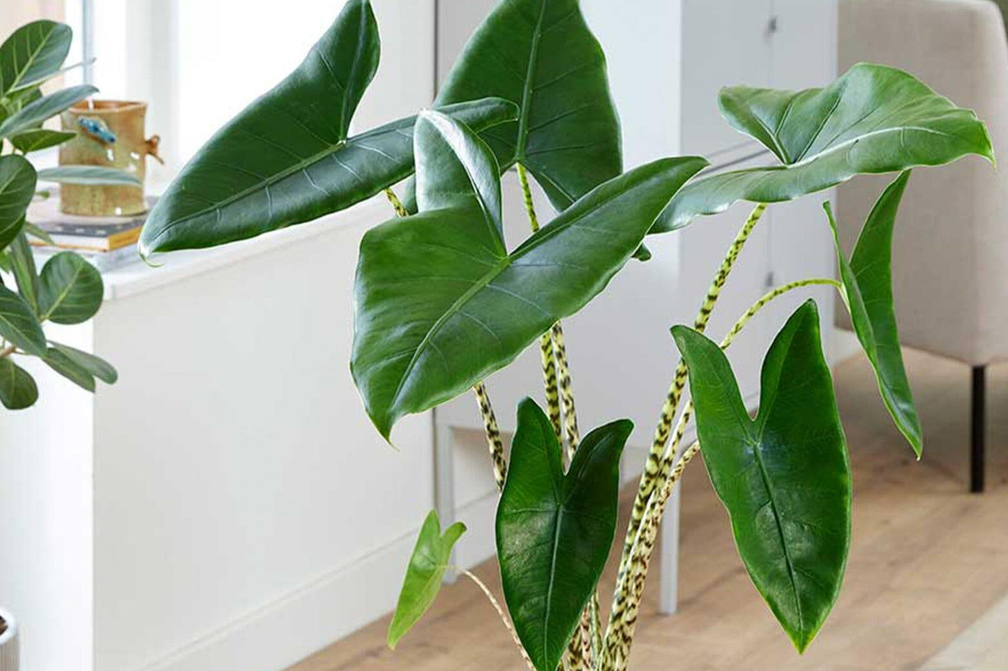 Alocasia Zebrina - View 30 from www redcrocus com