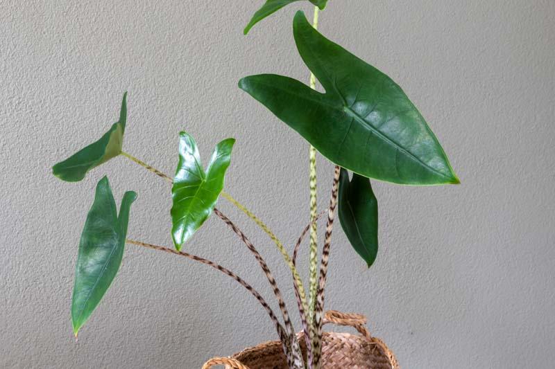 Alocasia Zebrina - View 31 from www redcrocus com