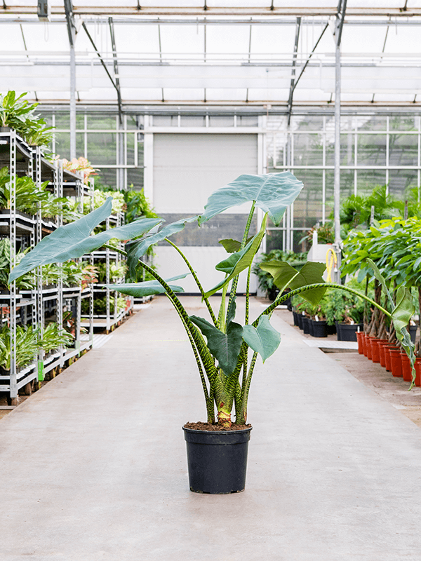 Alocasia Zebrina - View 33 from www redcrocus com