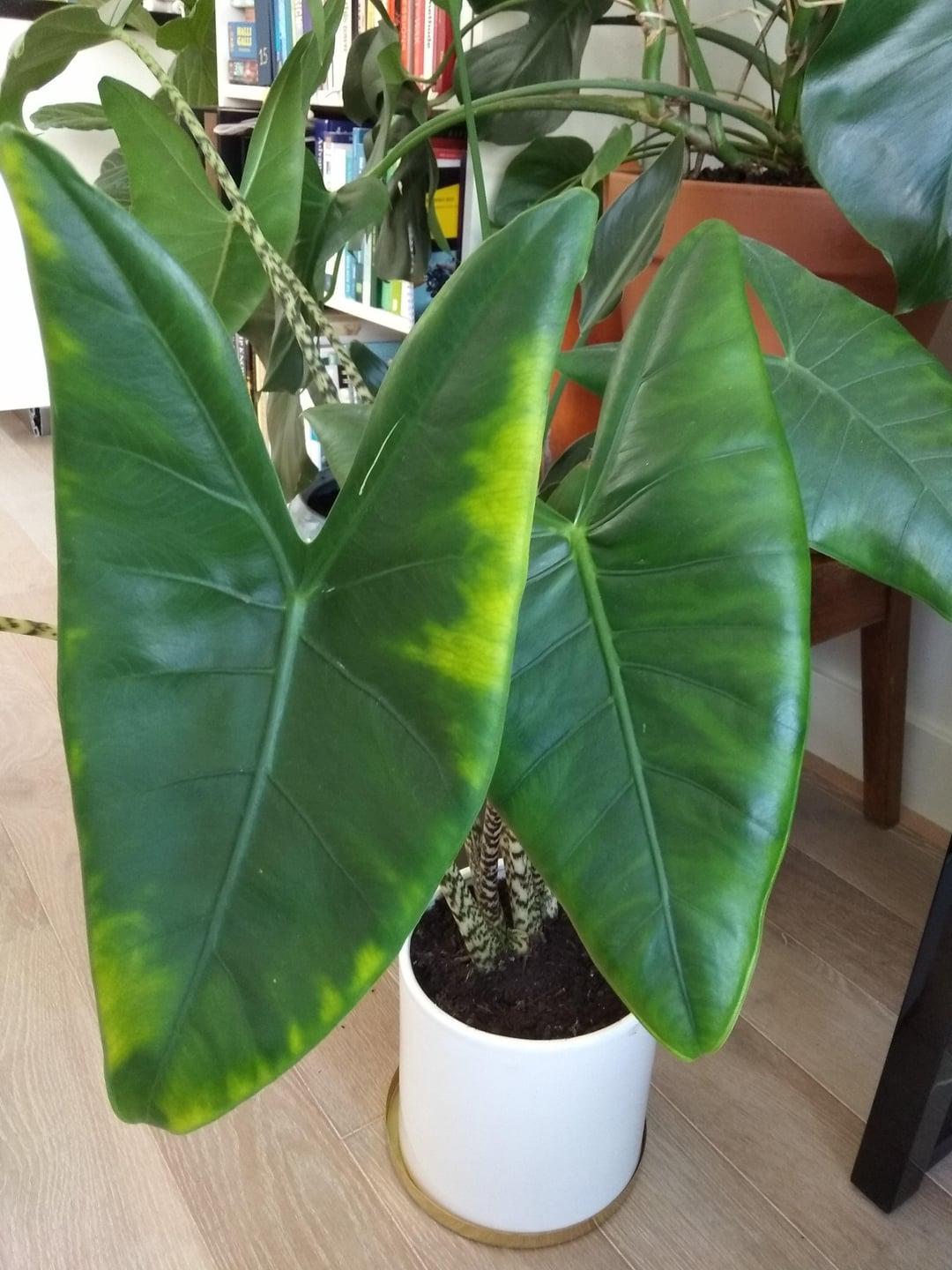 Alocasia Zebrina - View 34 from www redcrocus com